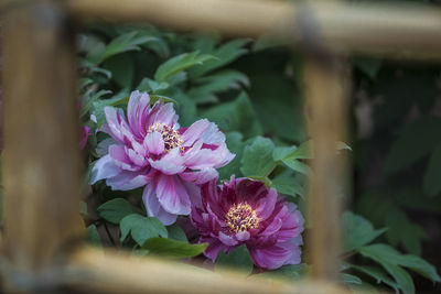 Close-up of pink flowering plant