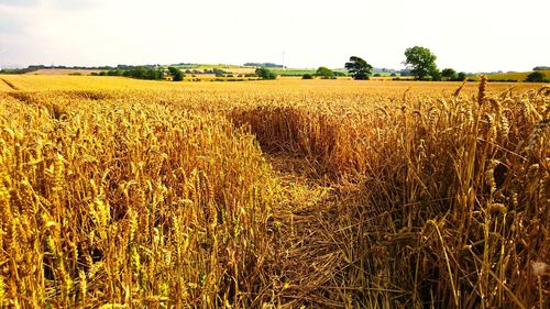 Scenic view of agricultural field