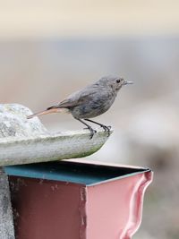 Close-up of bird perching