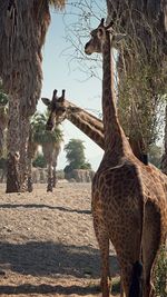 animal themes