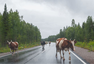 Cows on road amidst trees on field