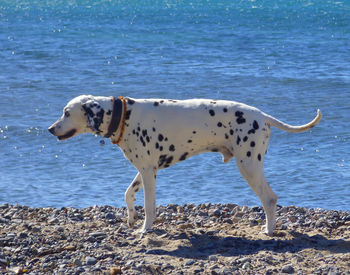 Dalmatian walking at beach