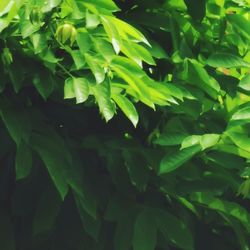 Close-up of green leaves