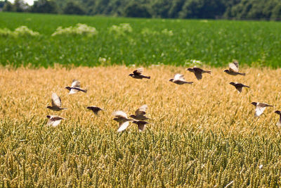 Flock of birds flying over rye field
