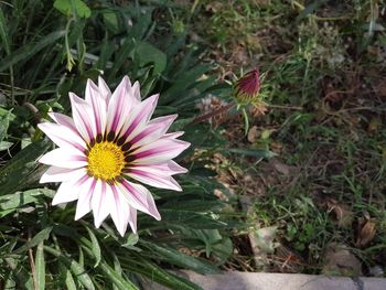 Close-up of pink flower on field