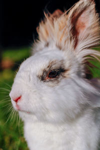 Close-up of a cat looking away