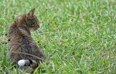 Dog on grassy field