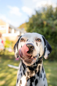 Close-up dalmatian dog sticking out tongue