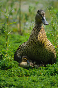 Close-up of a duck with nestling