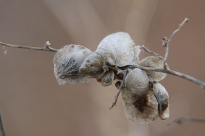 Close-up of dried plant