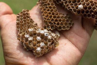 Close-up of bee on hand