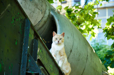 Low angle view portrait of a cat