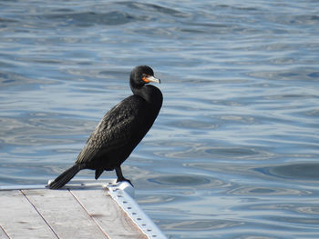 High angle view of bird perching on a lake