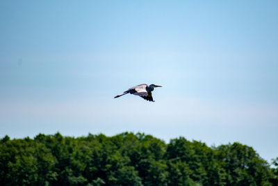 Low angle view of bird flying in sky