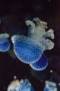 Close-up of jellyfish swimming in sea