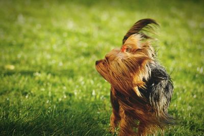 Cute dog outdoors on grass