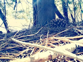 Close-up of twigs in forest during winter