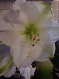 Close-up of white flowering plant