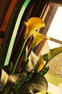Close-up of yellow flowers
