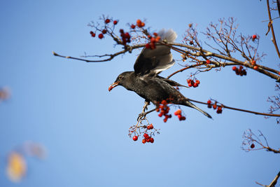 Blackbirds feasting on winter berries