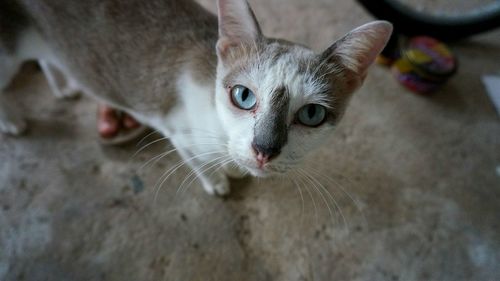 Close-up portrait of cat