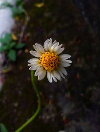 Close-up of white daisy flower