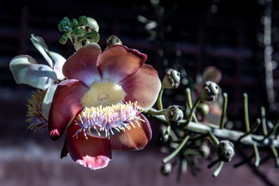 Close-up of flowering plant