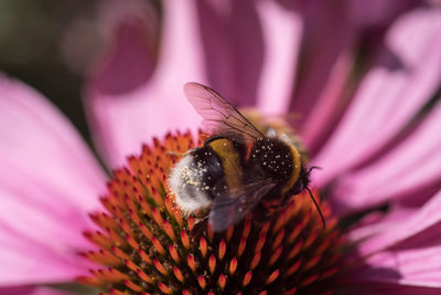 Close-up of insect pollinating on flower