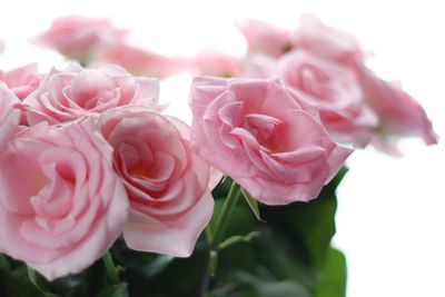 Close-up of pink rose