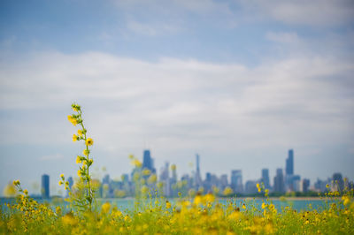 Yellow flowering plants on field against sky