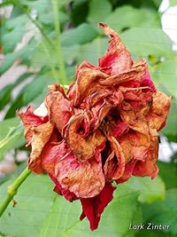 Close-up of wilted plant with red leaves