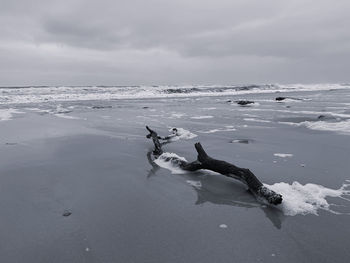 Driftwood on the beach