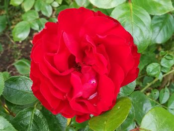 Close-up of pink rose