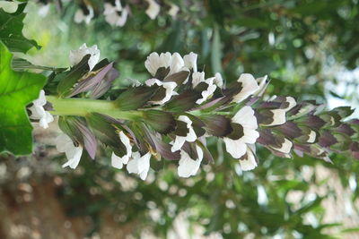 Close-up of flowers