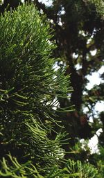 Low angle view of pine tree in forest