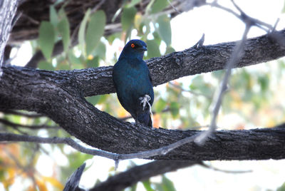 Low angle view of bird perching on tree