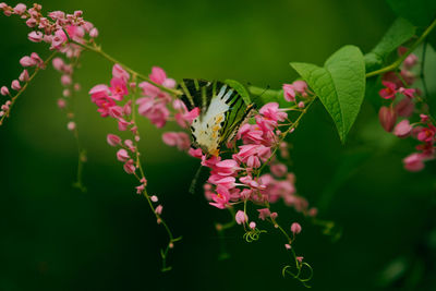 Close-up of butterfly on pink flowers