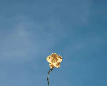 Low angle view of flowering plant against blue sky