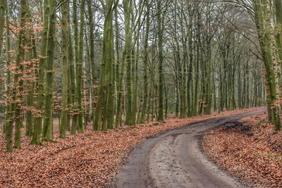 Road amidst trees in forest