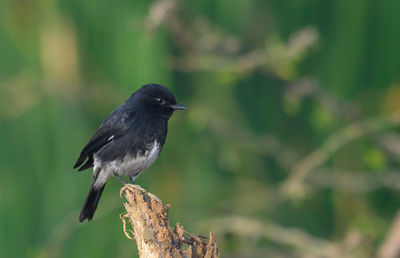 Close-up of bird perching on a tree