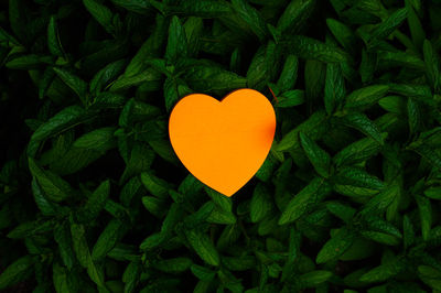 Close-up of heart shape leaf