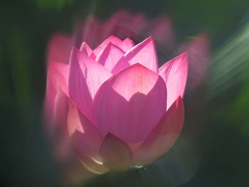 Close-up of pink water lily