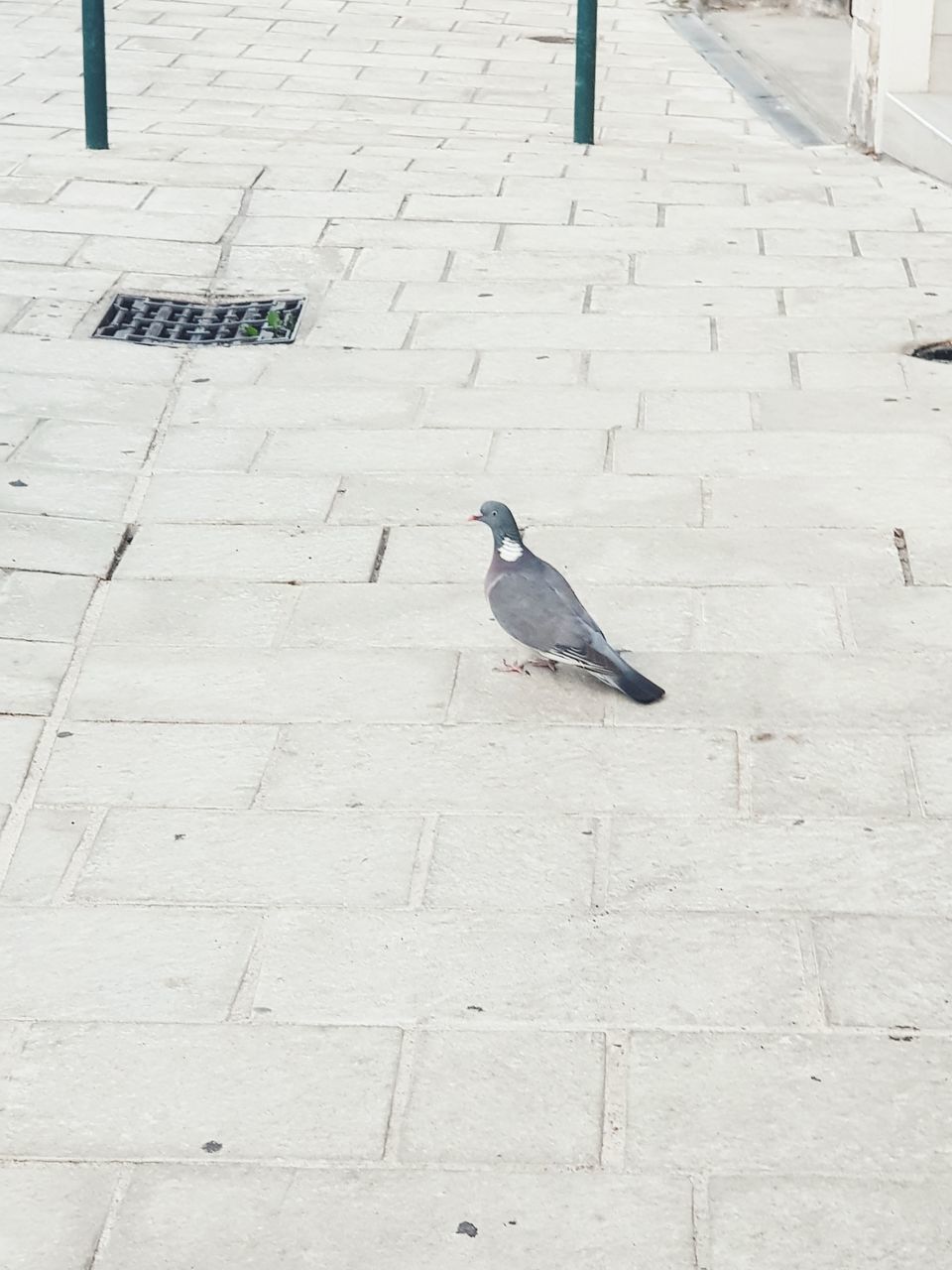 HIGH ANGLE VIEW OF PIGEONS ON FOOTPATH