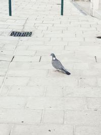 High angle view of pigeon perching on footpath