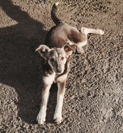 Sad homeless dog lying on the road and looking upwards. pet adoption and care concept.