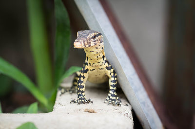 Close-up of frog on rock