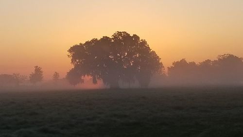 Trees on field against sky during sunset