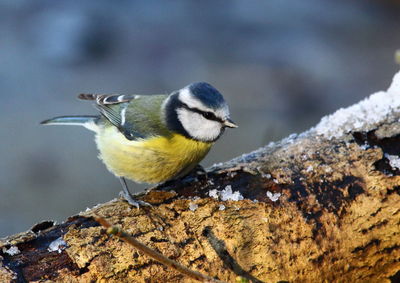 Close-up of bird perching on rock