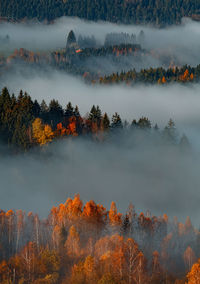 Trees in forest against sky during autumn