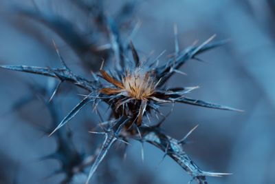 Close-up of wilted plant